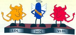 LDL HDL VLDL