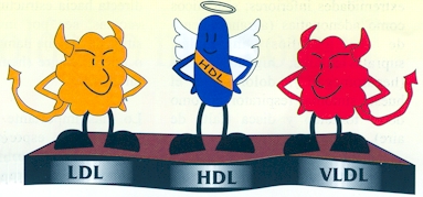LDL HDL VLDL